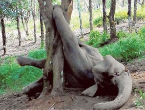 Gajah mati kaki tersepit celah dahan pokok cempedak