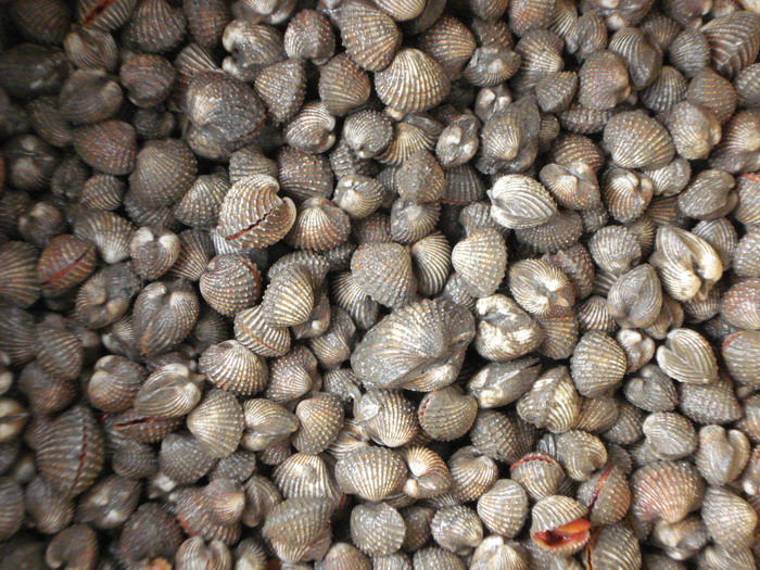 Kerang perairan pelabuhan Kuantan tercemar