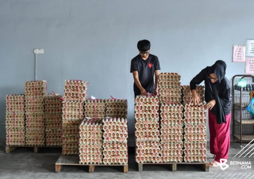 Subsidi telur ayam ditamatkan – harga nasi lemak, roti telur akan naik lagi?